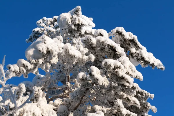 Tree Snow Blue Sky — Stock Photo, Image