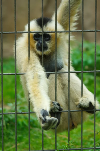 Mono Capuchino Bettelner Recinto Cebus —  Fotos de Stock