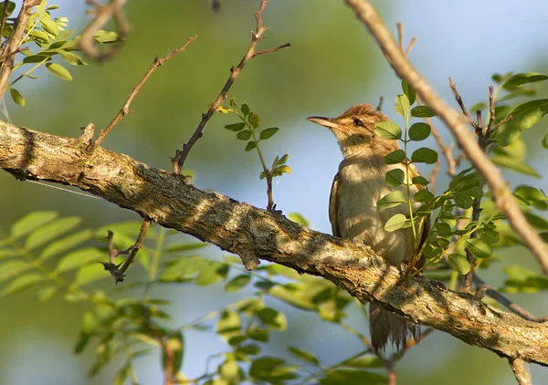 Vacker Utsikt Över Vacker Fågel Naturen — Stockfoto