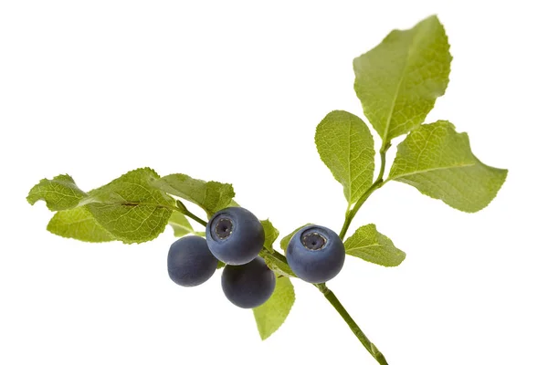 Branch Blueberries White Background Ready — 图库照片