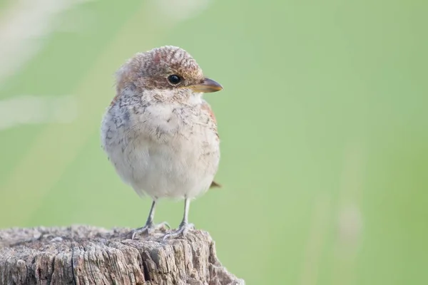 Young Red Backed Shrike — Stock Photo, Image