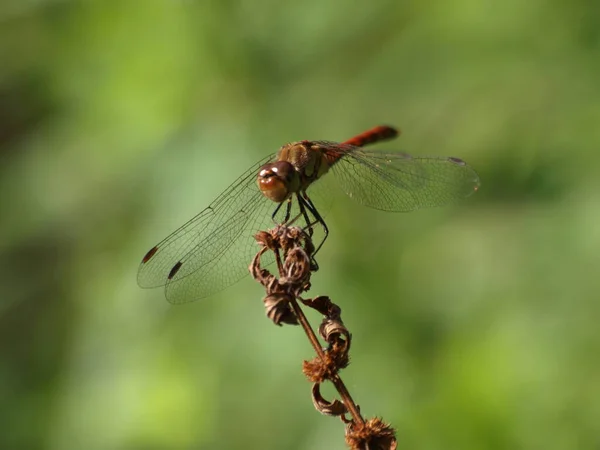 Closeup Macro View Dragonfly Insect — Stock Photo, Image