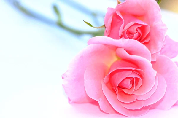 Růžová Růže Nahoru — Stock fotografie