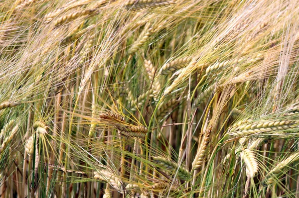 Landwirtschaft Felder Mit Maisanbau — Stockfoto