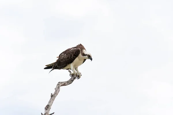 Vista Cênica Belo Pássaro Osprey — Fotografia de Stock