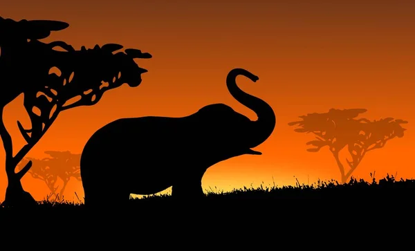 Éléphant Afrique Coucher Soleil — Photo