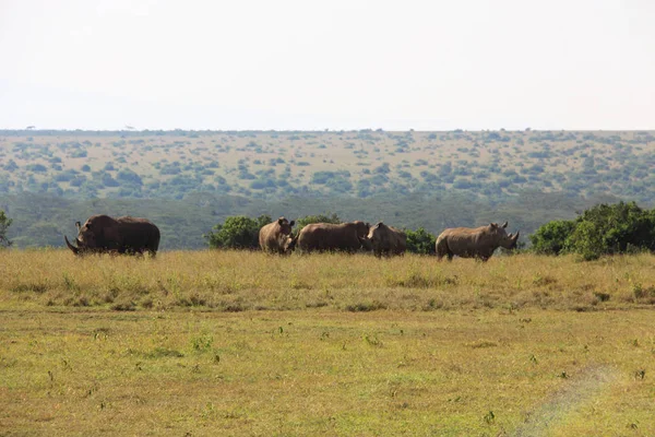 Animali Rinoceronti Fauna Flora Fauna Selvatiche — Foto Stock