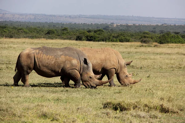 Nashorn Tiere Tierwelt Flora Und Fauna — Stockfoto