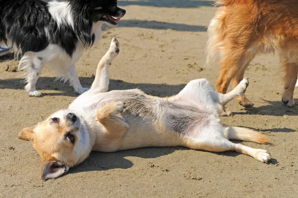 Porträt Eines Niedlichen Reinrassigen Chihuahua Strand — Stockfoto