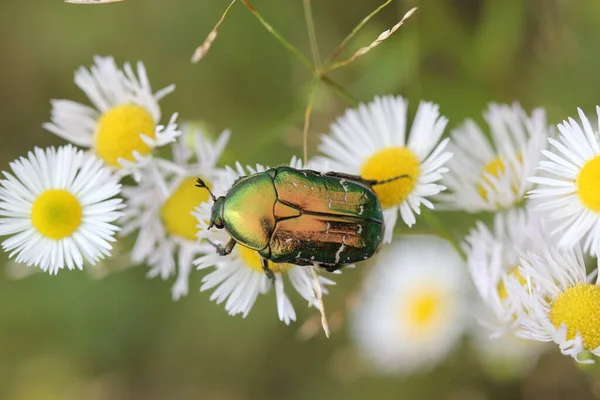 Escarabajo Rosa Flor — Foto de Stock