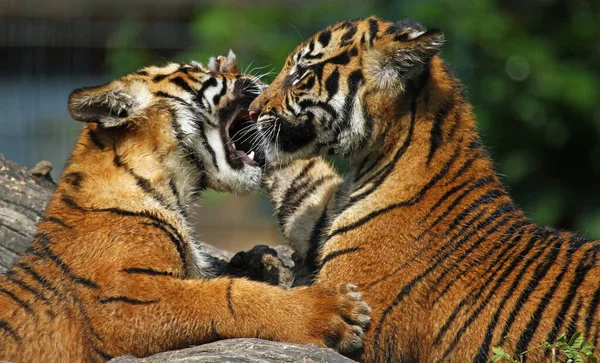 Dois Tigres Zoológico — Fotografia de Stock