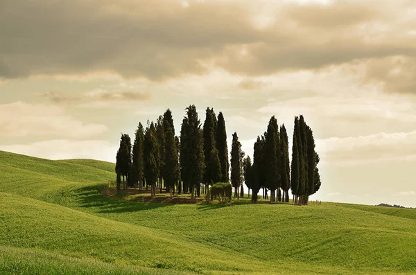 Cypress Group Val Oricia Tuscany — Foto de Stock