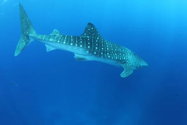 Tiburón Ballena Mar Rojo — Foto de Stock