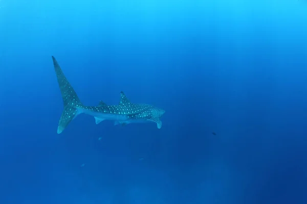 Tubarão Baleia Mar Vermelho — Fotografia de Stock