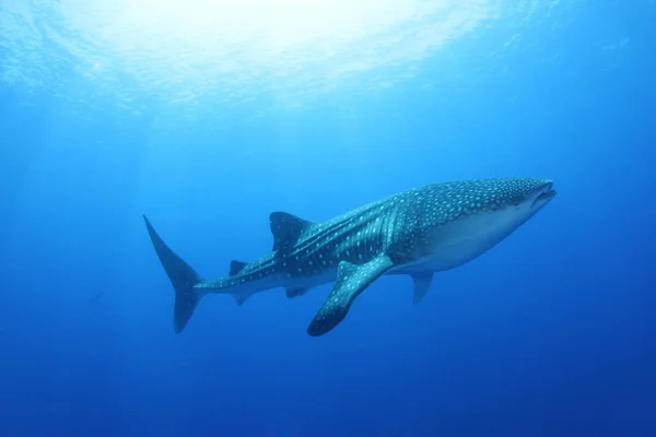 Tubarão Baleia Mar Vermelho — Fotografia de Stock
