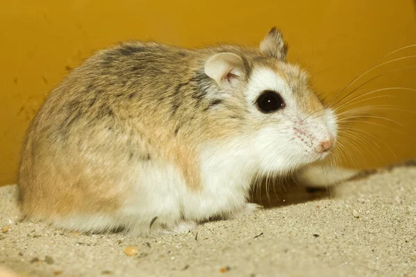 Liten Hamster Huk — Stockfoto