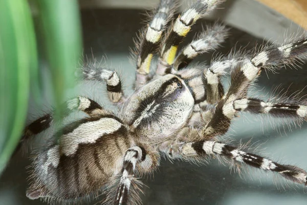 Araña Aterradora Criatura Insecto —  Fotos de Stock