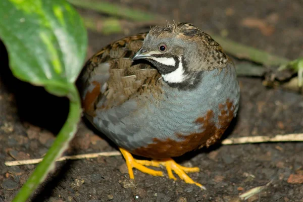 Jovem Bantam Saída Gaiola — Fotografia de Stock