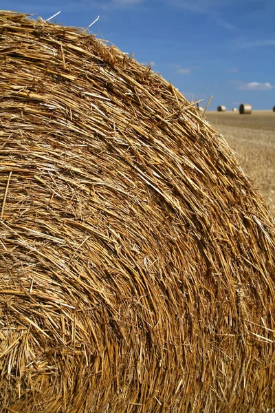 Campo Milho Com Fardos Agricultura — Fotografia de Stock