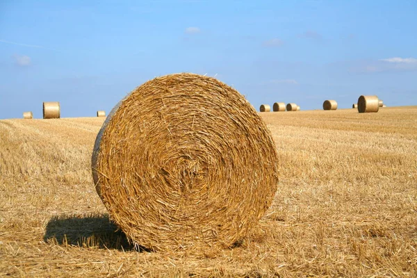 Campo Maíz Con Fardos Agricultura — Foto de Stock