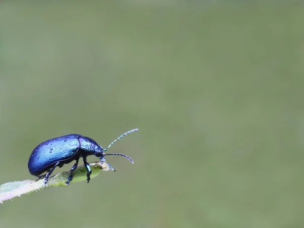 南チロル産の青葉甲虫オリナ仕様 — ストック写真