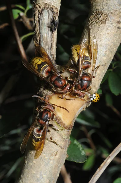 Nahaufnahme Von Wanzen Der Wilden Natur — Stockfoto