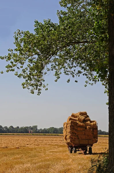 Champ Céréales Près Morbach Heinzerath Dans Hunsrck — Photo