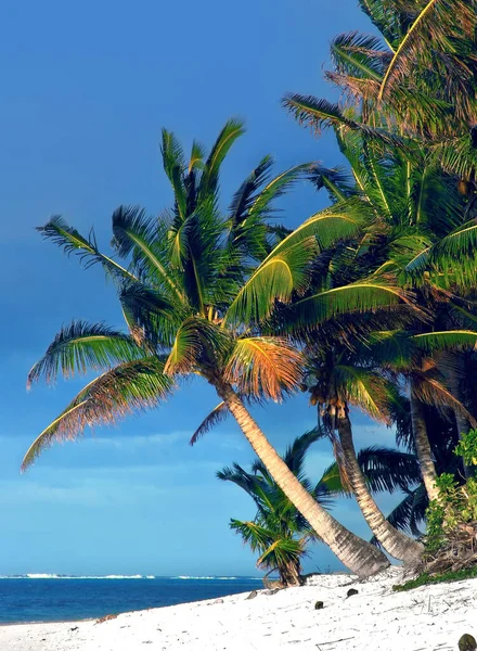 Palmera Rarotonga Islas Cook — Foto de Stock