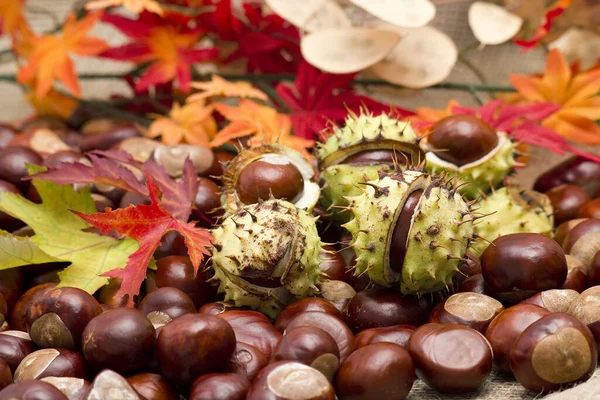 Chestnuts Autumn Leaves — Stock Photo, Image