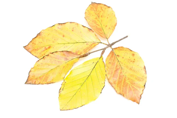 Zweig Der Blätter Isoliert Auf Weißem Hintergrund — Stockfoto