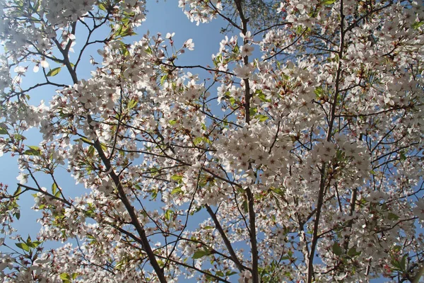 Flor Árvore Flores Primavera Galhos Árvore — Fotografia de Stock