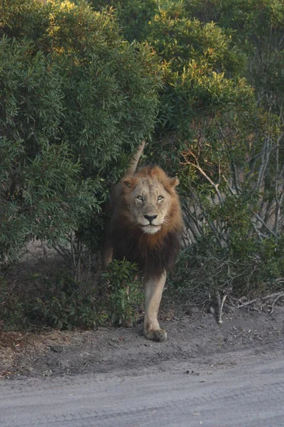 Predatore Animale Leone Predatore Felino — Foto Stock