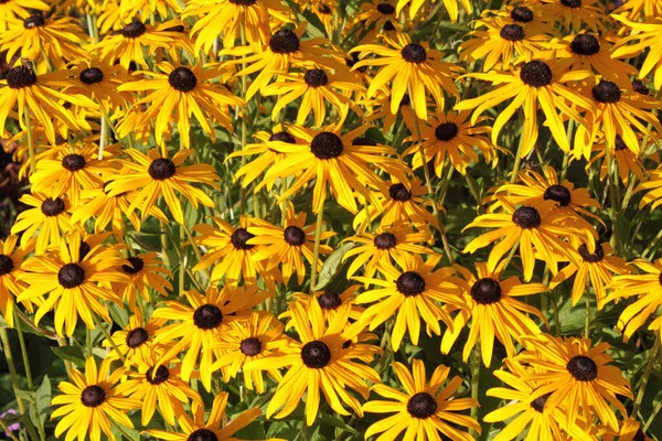 Prado Verão Com Flores Marguerite — Fotografia de Stock