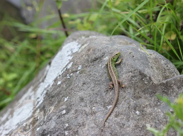 Sand Lizard Stone — ストック写真