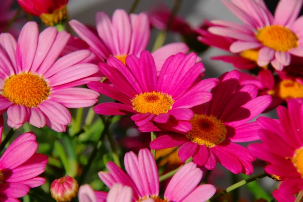 Hermosas Flores Fondo Concepto Floral —  Fotos de Stock