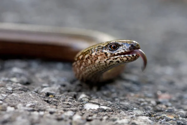 Ver Aveugle Créature Lézard — Photo