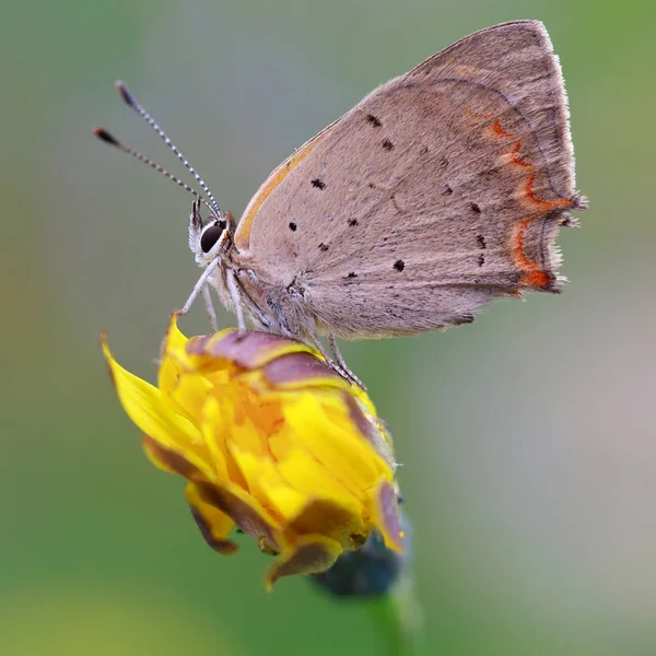 Close Bug Natureza Selvagem — Fotografia de Stock