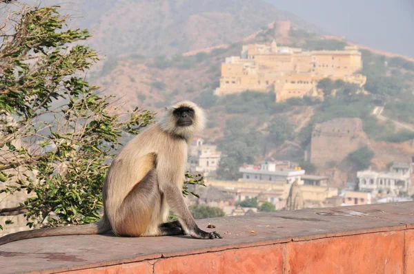 Indian Langur Monkey Front Amber Palace Jaipur — Stockfoto