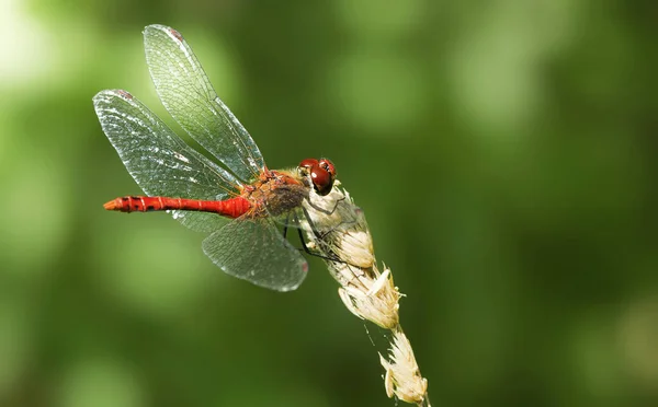 Vue Macro Rapprochée Insecte Libellule — Photo