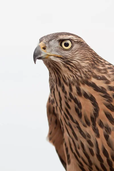 Vue Panoramique Sur Majestueux Prédateur Buzzard — Photo