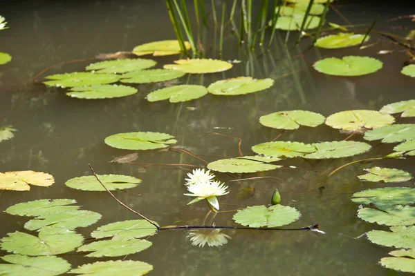 Lotusblume Teichpflanze — Stockfoto