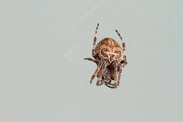 可怕的蜘蛛昆虫生物 — 图库照片