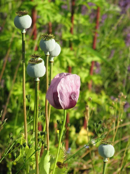 Vista Cerca Hermosas Flores Amapola Silvestre — Foto de Stock