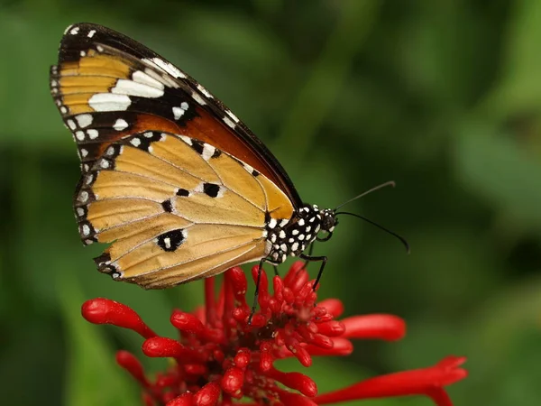 Exotischer Schmetterling Mit Flügeln Insekt — Stockfoto