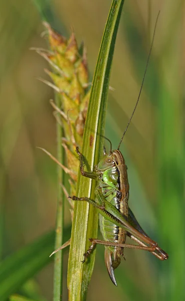 Närbild Makro Syn Gräshoppa Insekt — Stockfoto