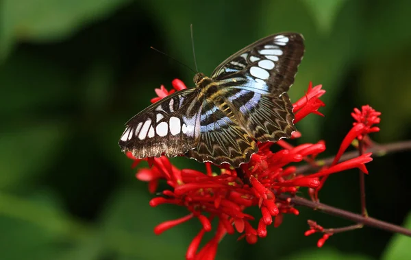 Nahaufnahme Von Schönen Bunten Schmetterling — Stockfoto