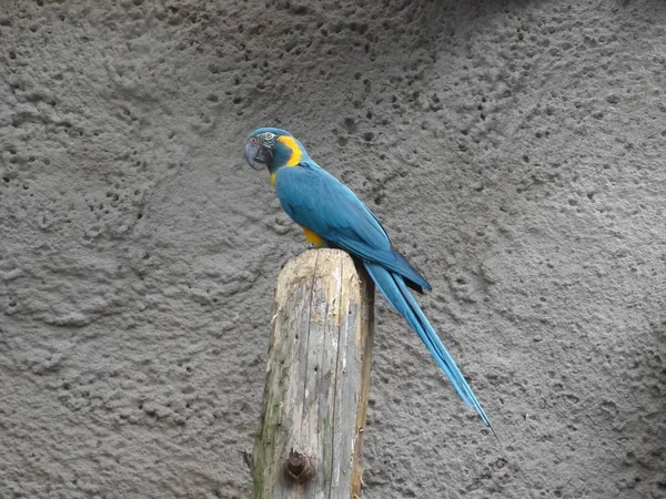 파란색 목덜미를 앵무새의 — 스톡 사진