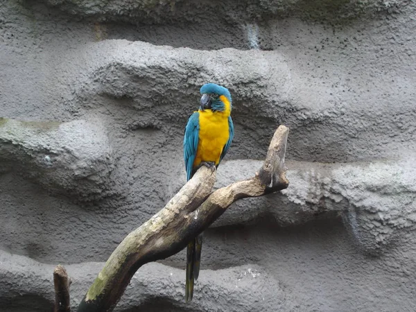 ภาพระยะใกล ของ Macaw คอส าเง นกแก — ภาพถ่ายสต็อก