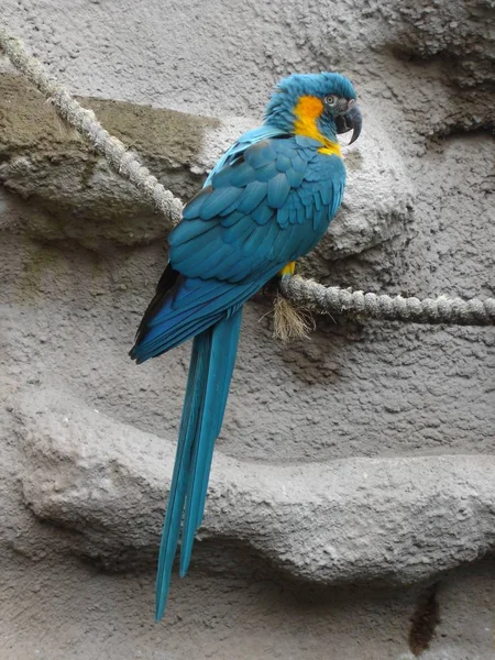 Közelkép Egy Kék Torkú Arapapapagáj Papagáj — Stock Fotó