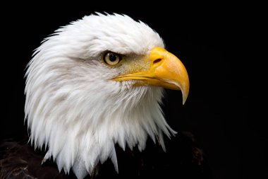 scenic view of majestic bald eagle at wild nature clipart